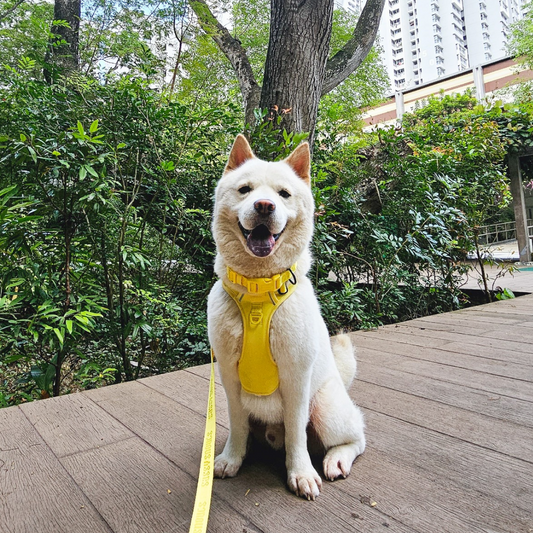 Sassy Snouts Signature Collar in Sunflower (Gen 2.0)