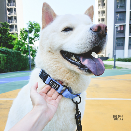 Sassy Snouts Classic Martingale Collar in Light Denim