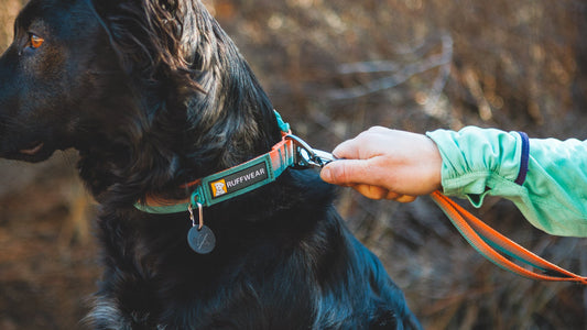 Ruffwear Front Range™ Dog Collar