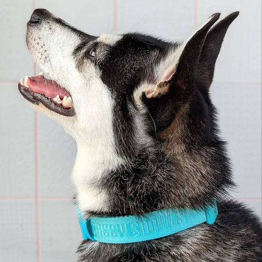 Sassy Snouts Signature Collar in Turquoise