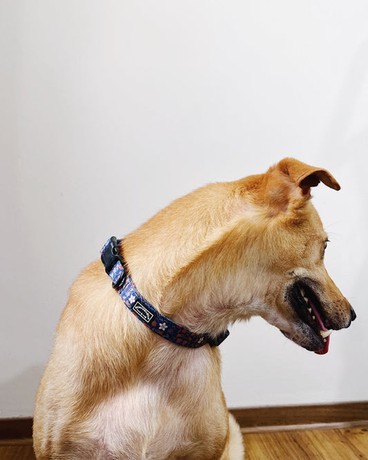 Pawrawrdise Caddy Collar