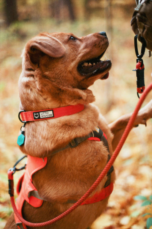 Litto  Howler Quality Rock Climbing Howler Collar